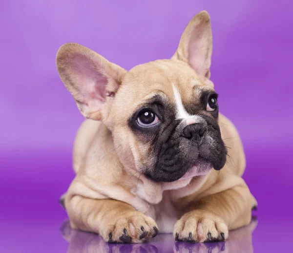 Puppy  French  bulldog — Stock Photo, Image