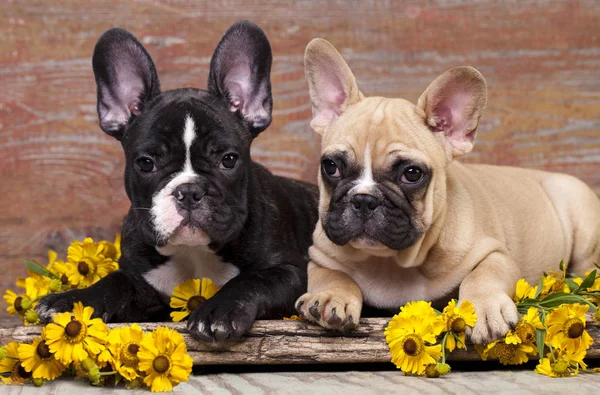 Bulldog francés cachorro — Foto de Stock