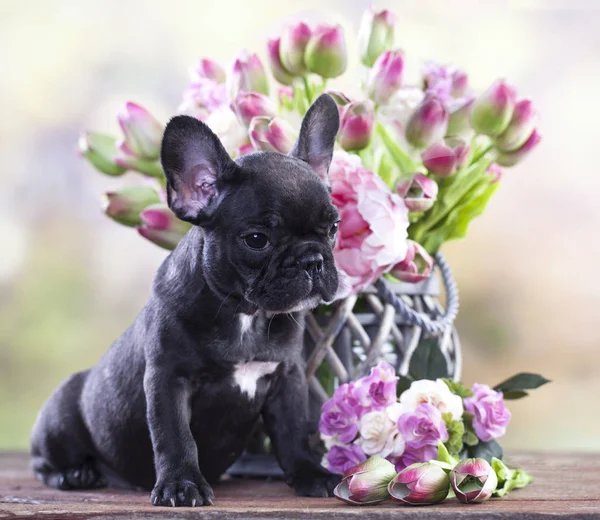 Cachorrinho de bulldog francês — Fotografia de Stock