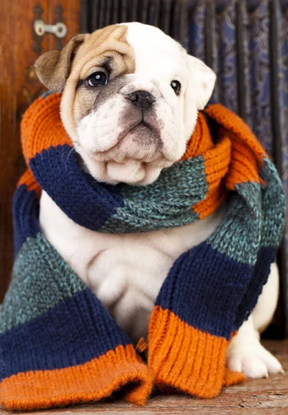 Engels bulldog pup — Stockfoto