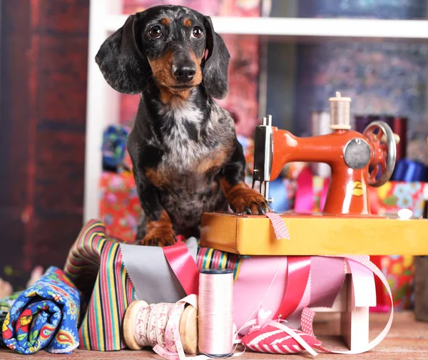 Dachshund en una corbata y máquina de coser — Foto de Stock