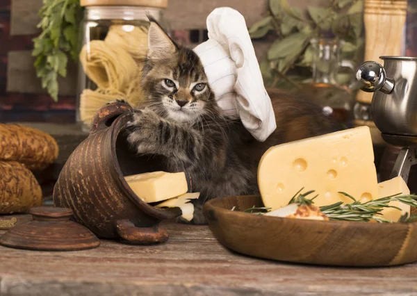 Gatinho em um boné de chef — Fotografia de Stock