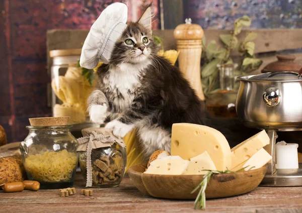 Gatinho com touca de chef e um pedaço de queijo — Fotografia de Stock