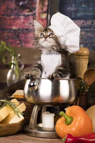 Kitten in a chef 's cap — стоковое фото