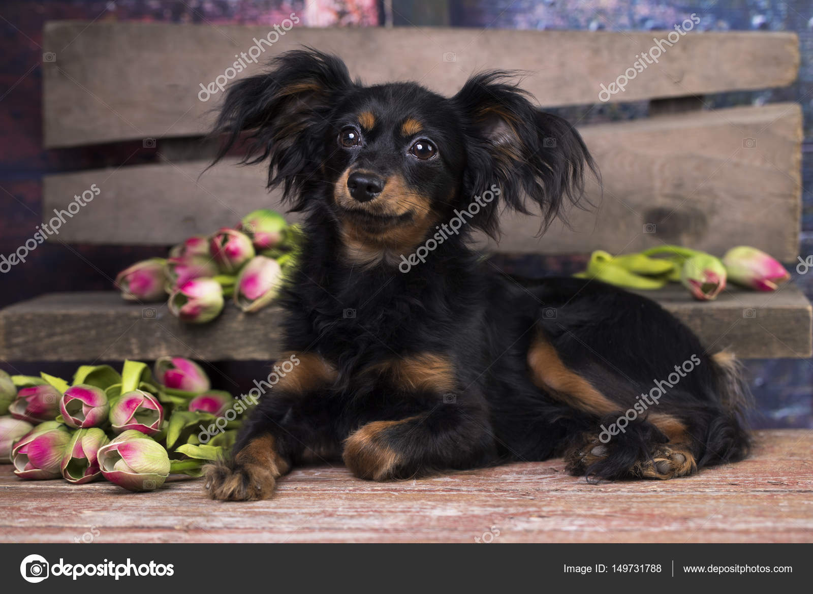 Perrito Con Pelo Largo Juguete Juguete Ruso De Pelo Largo — Foto