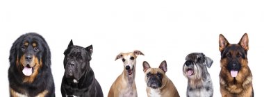 group of   dogs   clipart