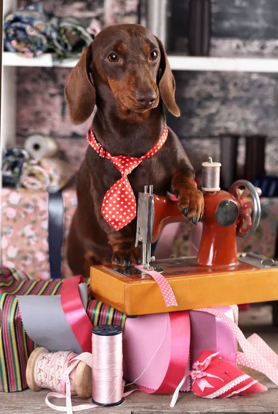 Dachshund em uma gravata e máquina de costura, alfaiate para cão — Fotografia de Stock