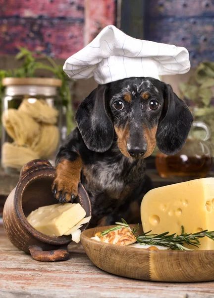 Hund i kockens cap — Stockfoto