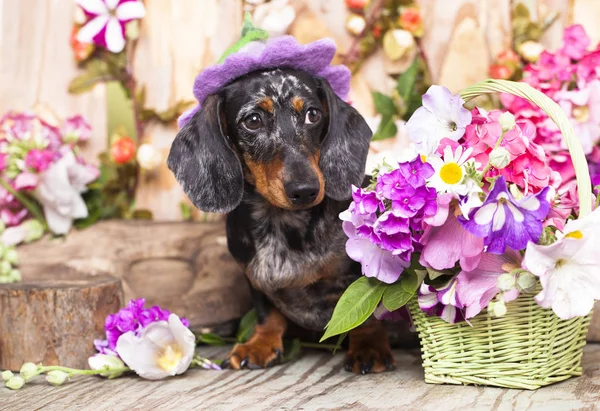 Dachshund el perro en el sombrero entre las flores — Foto de Stock