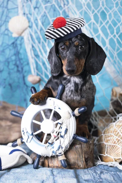 Dachshund sailor and sea decorations — Stock Photo, Image