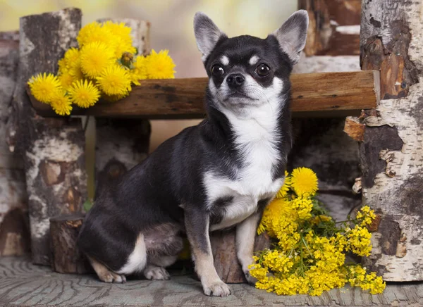 Chihuahua e denti di leone primaverili — Foto Stock