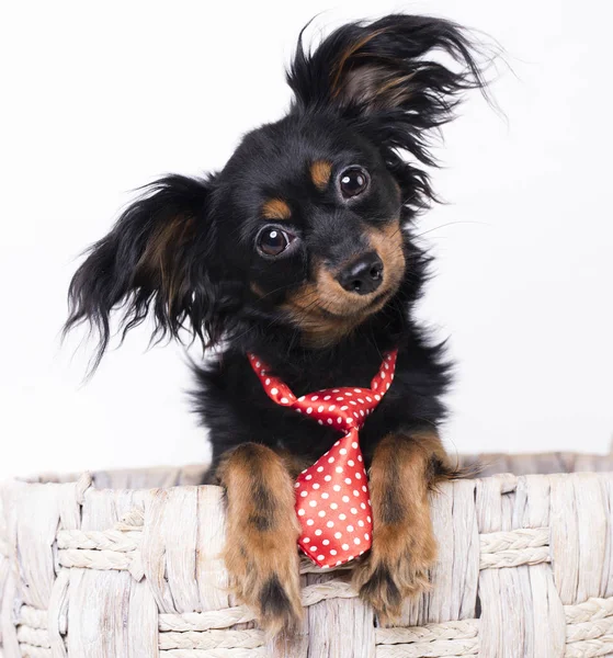 Russian long-haired toy — Stock Photo, Image