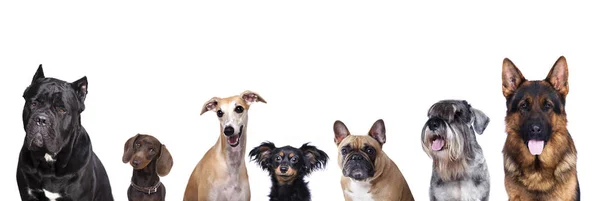Grupo de perros, perros grandes y pequeños — Foto de Stock