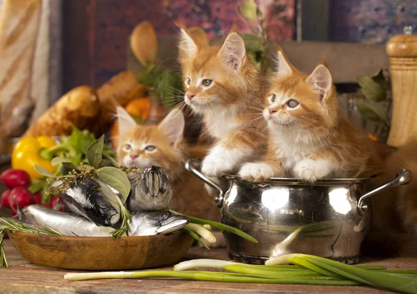 Pequenos gatinhos vermelhos na cozinha brincam com peixes — Fotografia de Stock