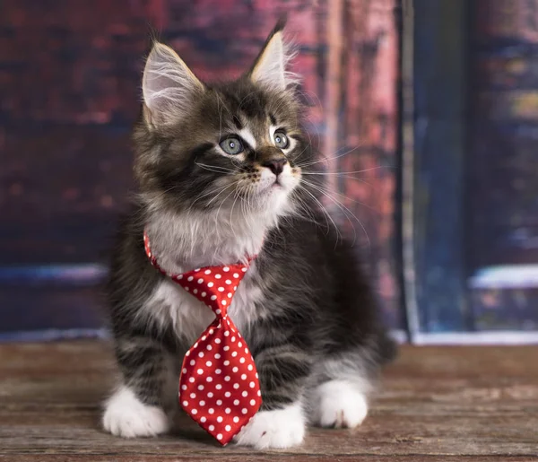 Kitten in a tie, little gentleman — Stock Photo, Image