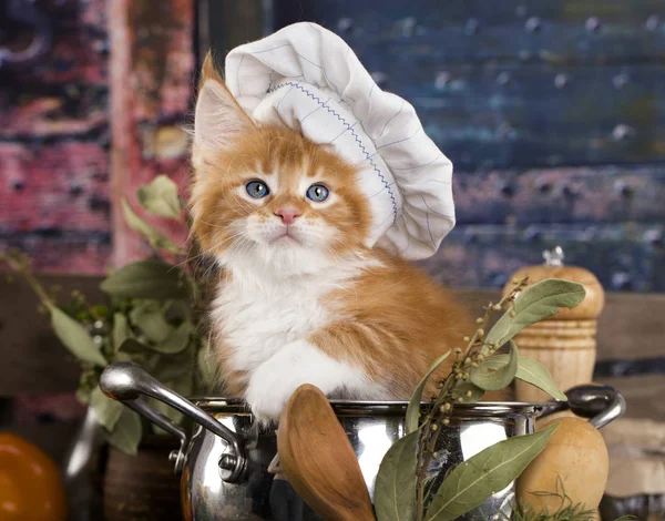 Gatito con gorra de cocinero, cocinero de gato — Foto de Stock