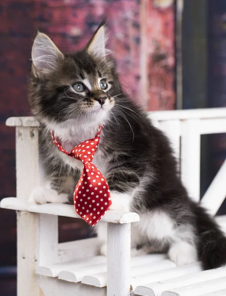 Gatito con gorra de cocinero, cocinero de gato —  Fotos de Stock