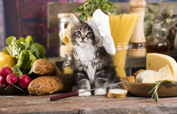 Gatinho na touca de um cozinheiro, cozinheiro de gato — Fotografia de Stock