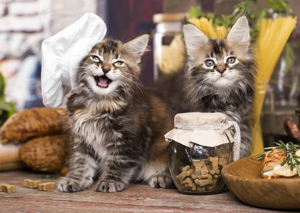 Gatito con gorra de cocinero, cocinero de gato —  Fotos de Stock