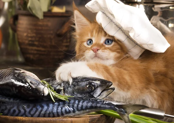 Gatinho na touca de um cozinheiro, cozinheiro de gato — Fotografia de Stock