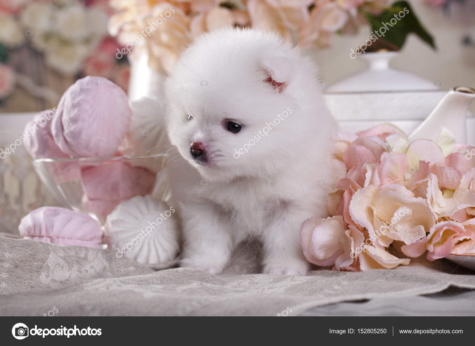 Little white Pomeranian dog Stock Photo by Lilun Li 152805250