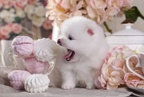 Malé bílé špicl štěně a marshmallows — Stock fotografie