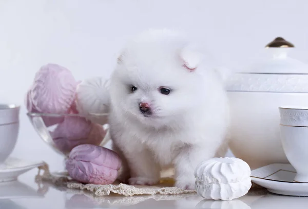 Маленькая белая померанская собака — стоковое фото
