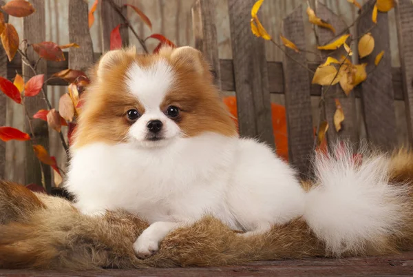 O pequeno cachorro branco da Pomerânia e marshmallows — Fotografia de Stock