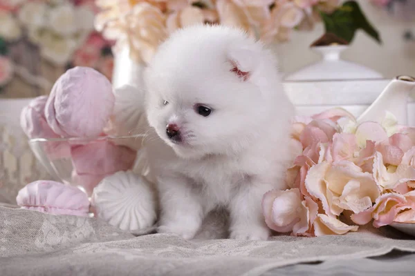 Little white Pomeranian dog — Stock Photo, Image