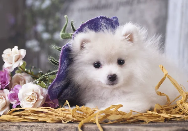 Pomeranian spitz cachorro perro en sombrero — Foto de Stock