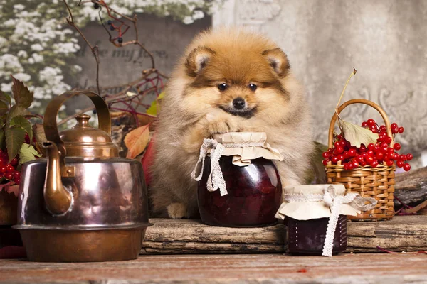 Pomeranian dog and the Bank of jam — Stock Photo, Image