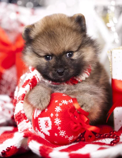 クリスマス子犬ポメラニアン スピッツ — ストック写真