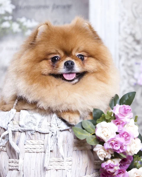 Spitz Pomeranian Och Rosor Rosa — Stockfoto