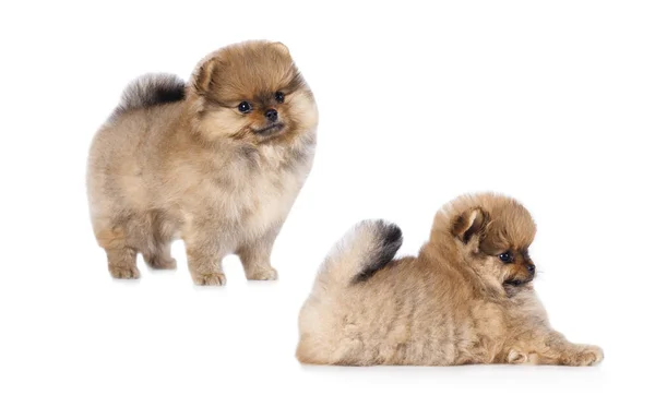 Pomeranian cachorro cão bonito animais de estimação felizes — Fotografia de Stock