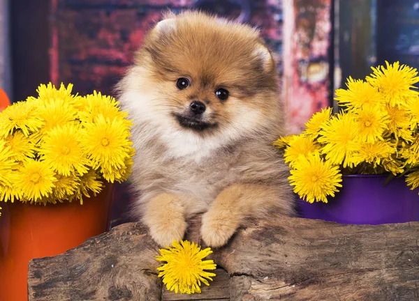 Pomeranian hundvalp söta husdjur lycklig — Stockfoto