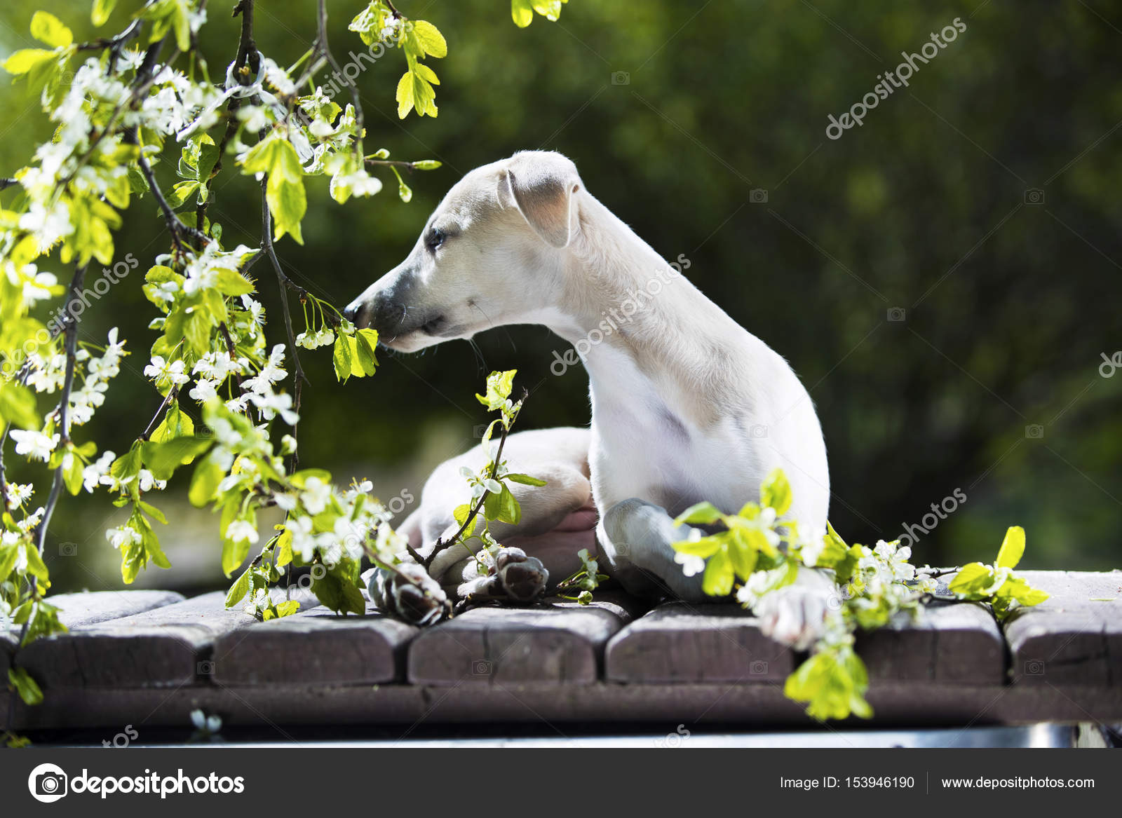 Whippet Cucciolo Di Cane Cane Da Caccia Levriero Foto Stock