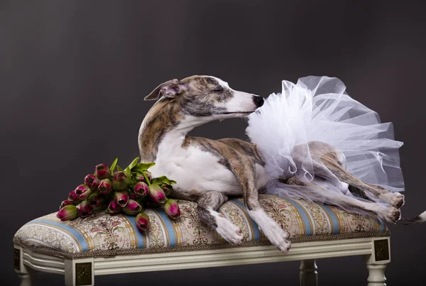 Whippet dog  ballet — Stock Photo, Image