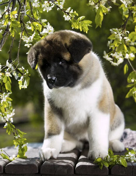 Filhote de cachorro de akita americano no jardim — Fotografia de Stock