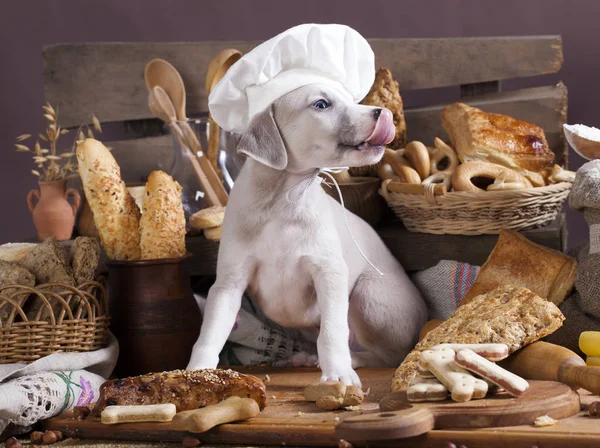 Whippet Puppy Chef Cap Licks His Face His Tongue — Stock Photo, Image
