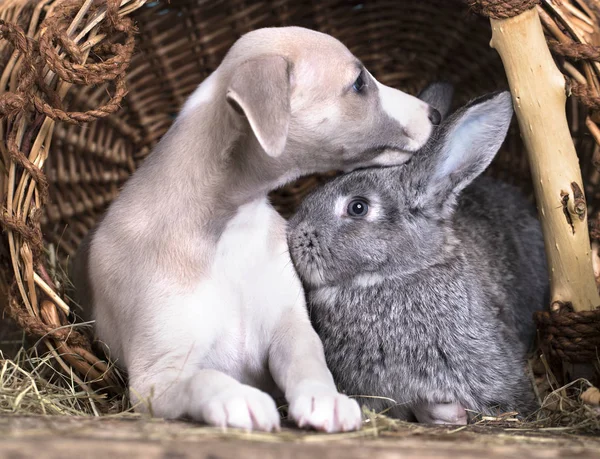 Puppy Whippet Kleine Konijn — Stockfoto