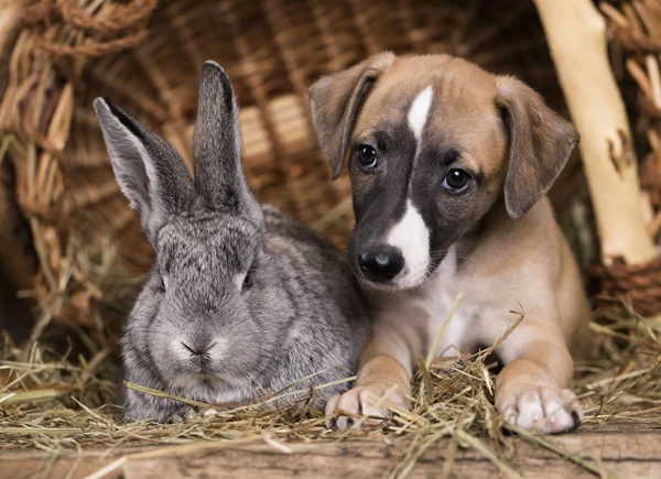 Puppy Whippet Kleine Konijn — Stockfoto