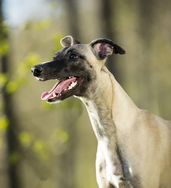 Портрет Собаки Віппета — стокове фото