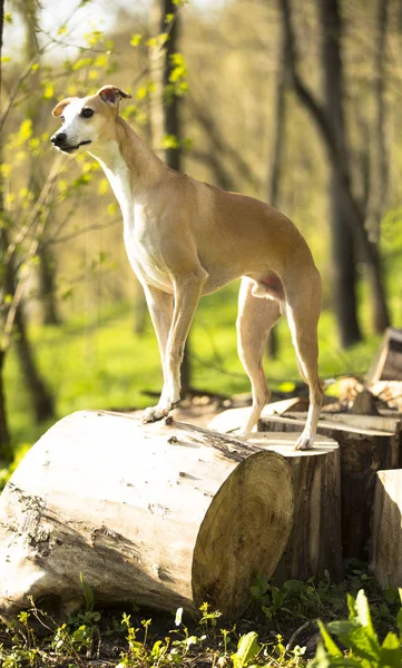 Whippet Pes Portrét Přírodě Při Pohledu — Stock fotografie