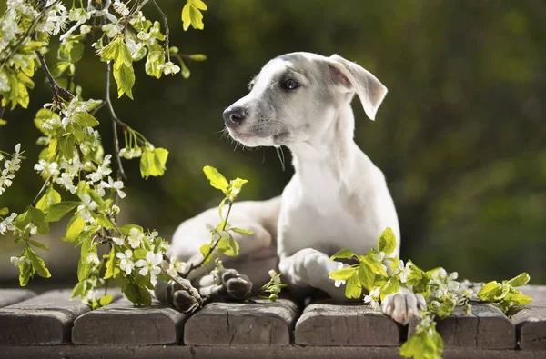 Perro cachorro whippet, perro de caza galgo —  Fotos de Stock