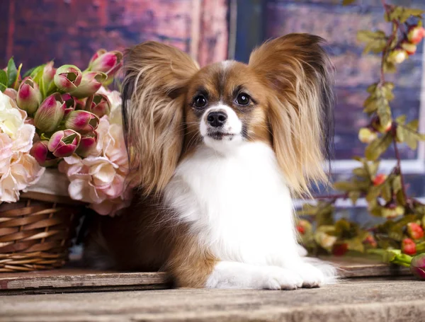 Brinquedo continental spaniel - papillon — Fotografia de Stock