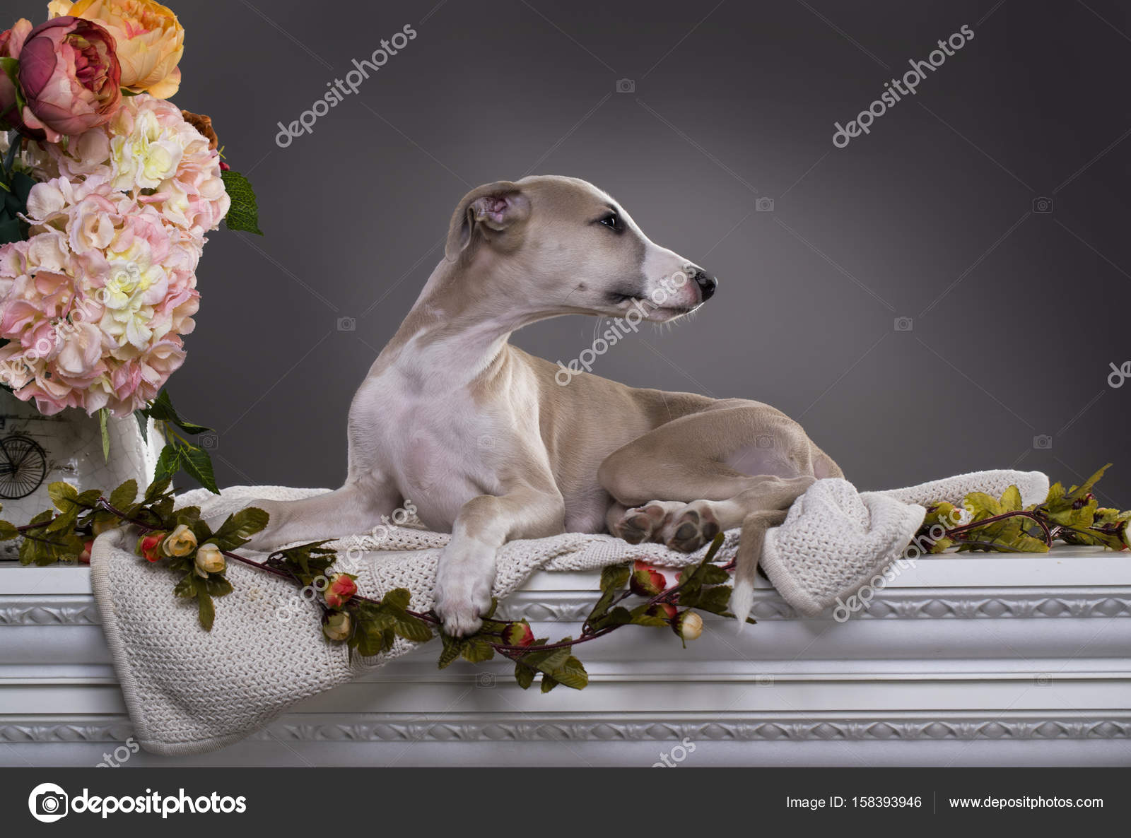 Whippet Cucciolo Di Cane Cane Da Caccia Levriero Foto Stock
