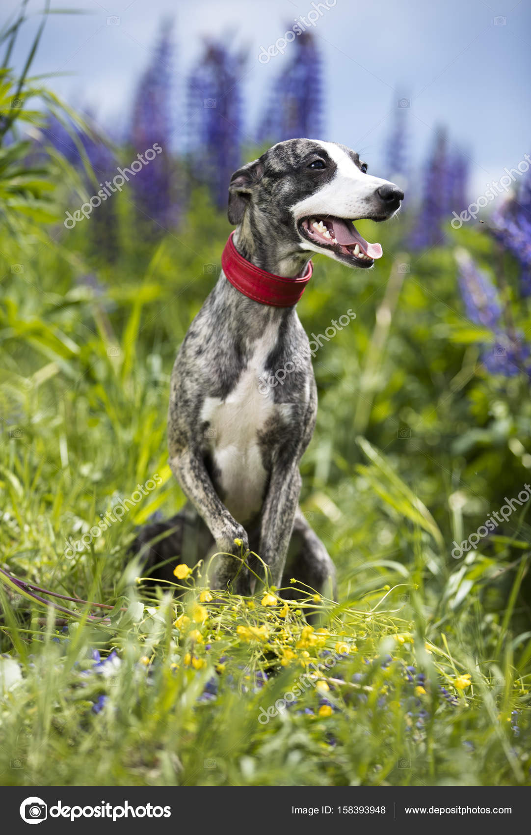 Dog Breeds Whippet Greyhound Hunting Dog Stock Photo C Lilun Li