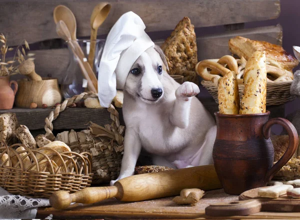 Whippet puppy in the chef's cap — Stock Photo, Image