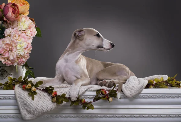 Dog puppy whippet, greyhound hunting dog — Stock Photo, Image