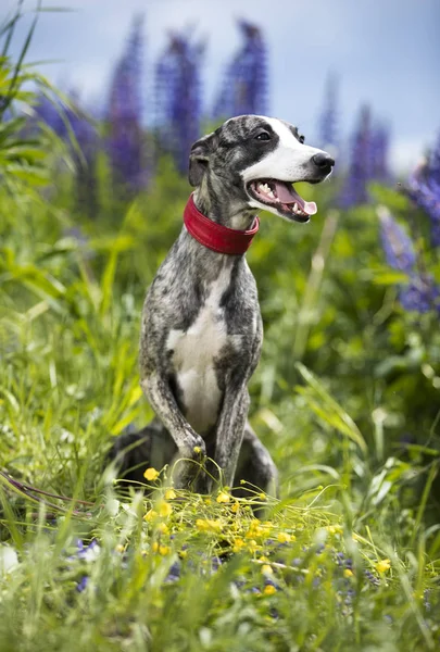 Perro razas whippet, perro de caza galgo — Foto de Stock
